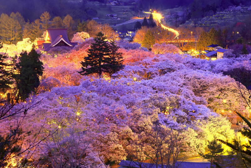 Suzaka Cherry Blossom Garden
