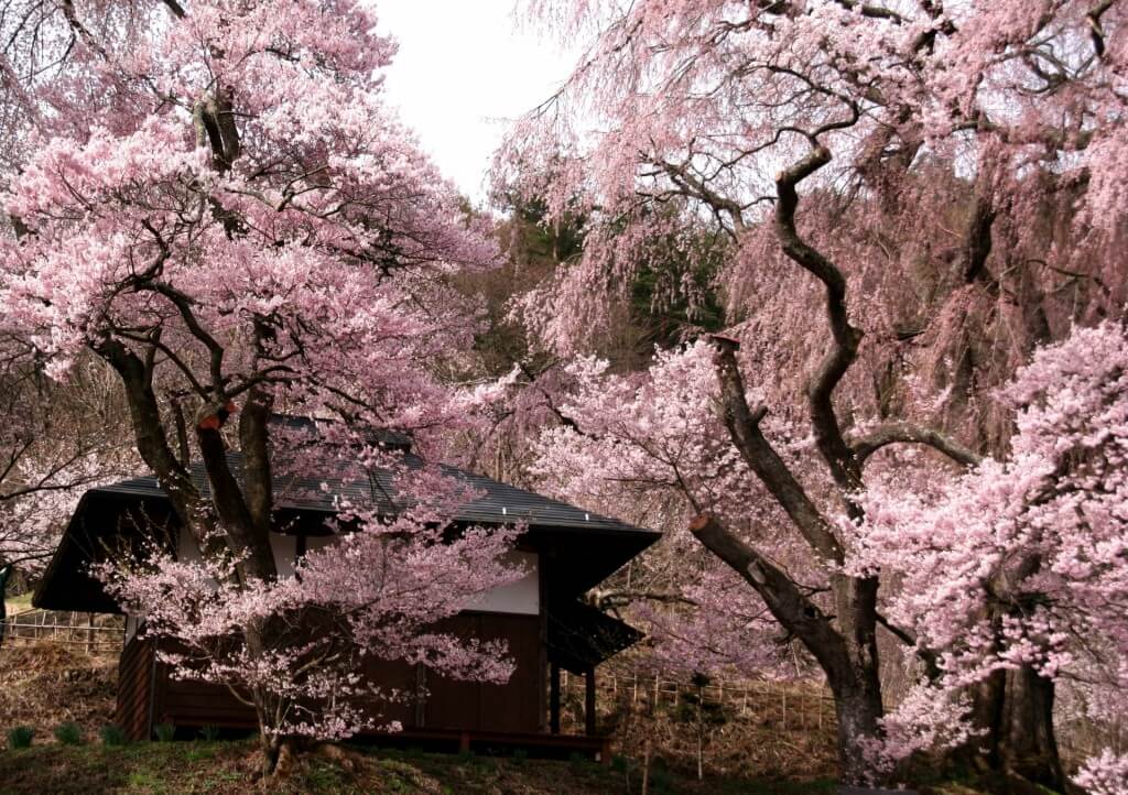 Suzaka Cherry Blossom Garden