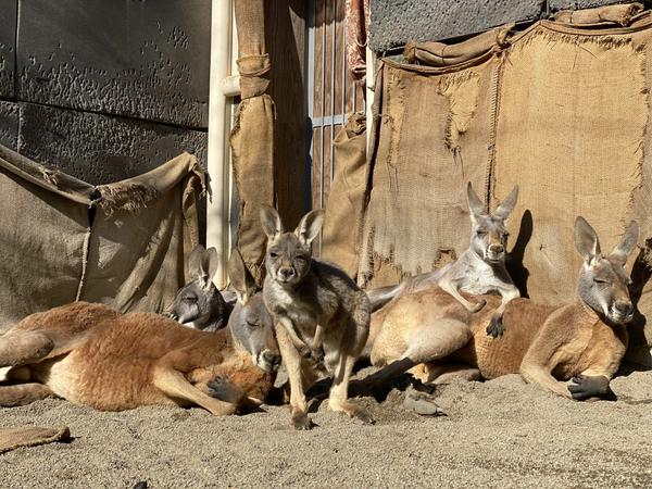 Suzaka Zoo