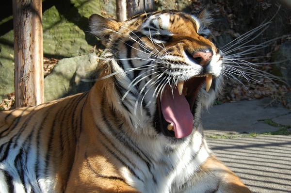 Suzaka Zoo