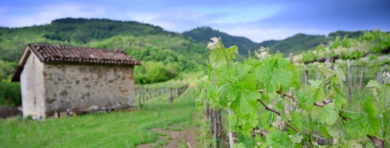 Swan Valley Wine Tour