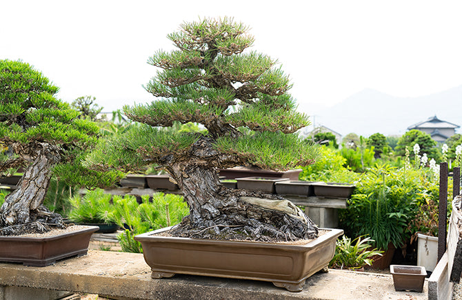 Takamatsu Bonsai Village