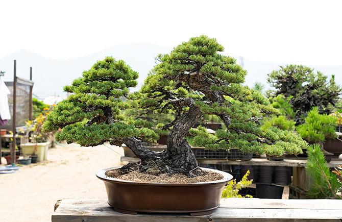 Takamatsu Bonsai Village