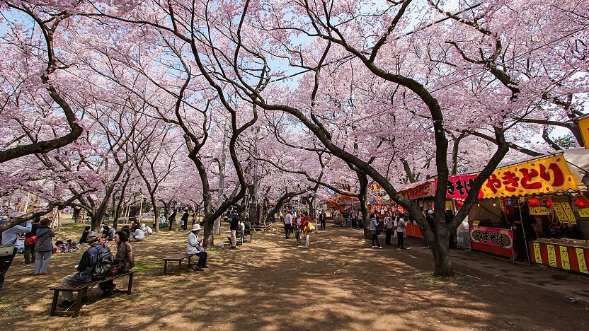 Takato Castle Ruins (Cherry Blossoms)