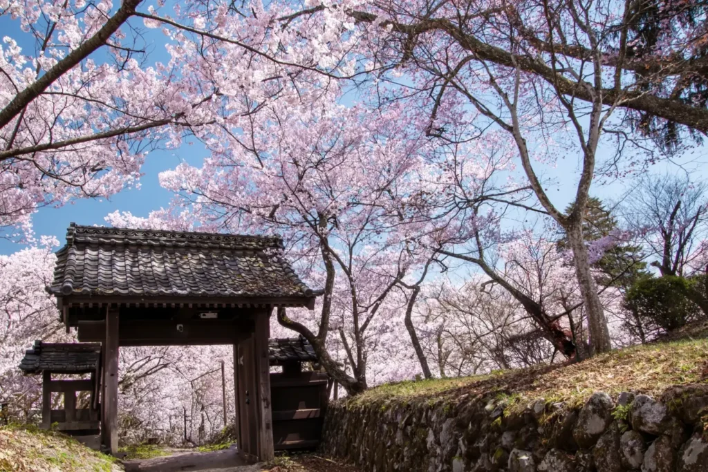 Takato Castle Ruins (Cherry Blossoms)