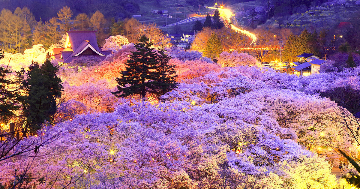 Takato Castle Ruins (Cherry Blossoms)