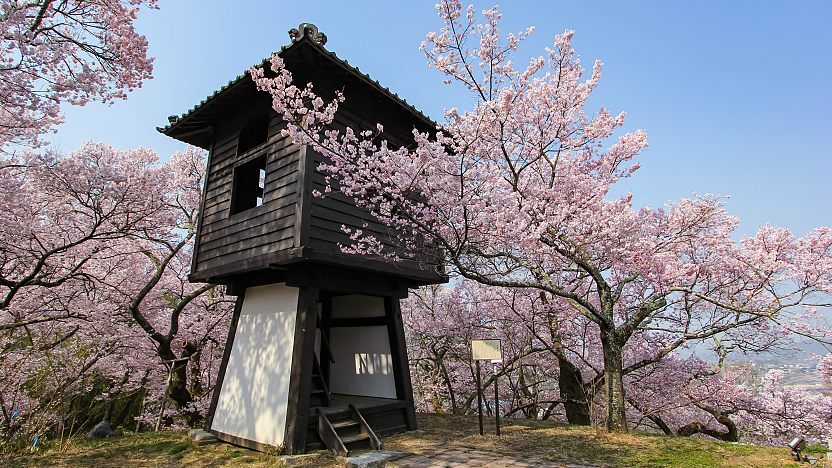 Takato Castle Ruins (Cherry Blossoms)