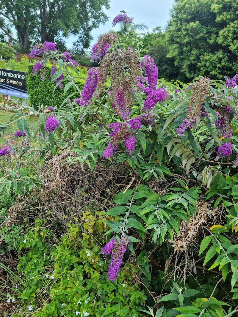 Tamborine Mountain