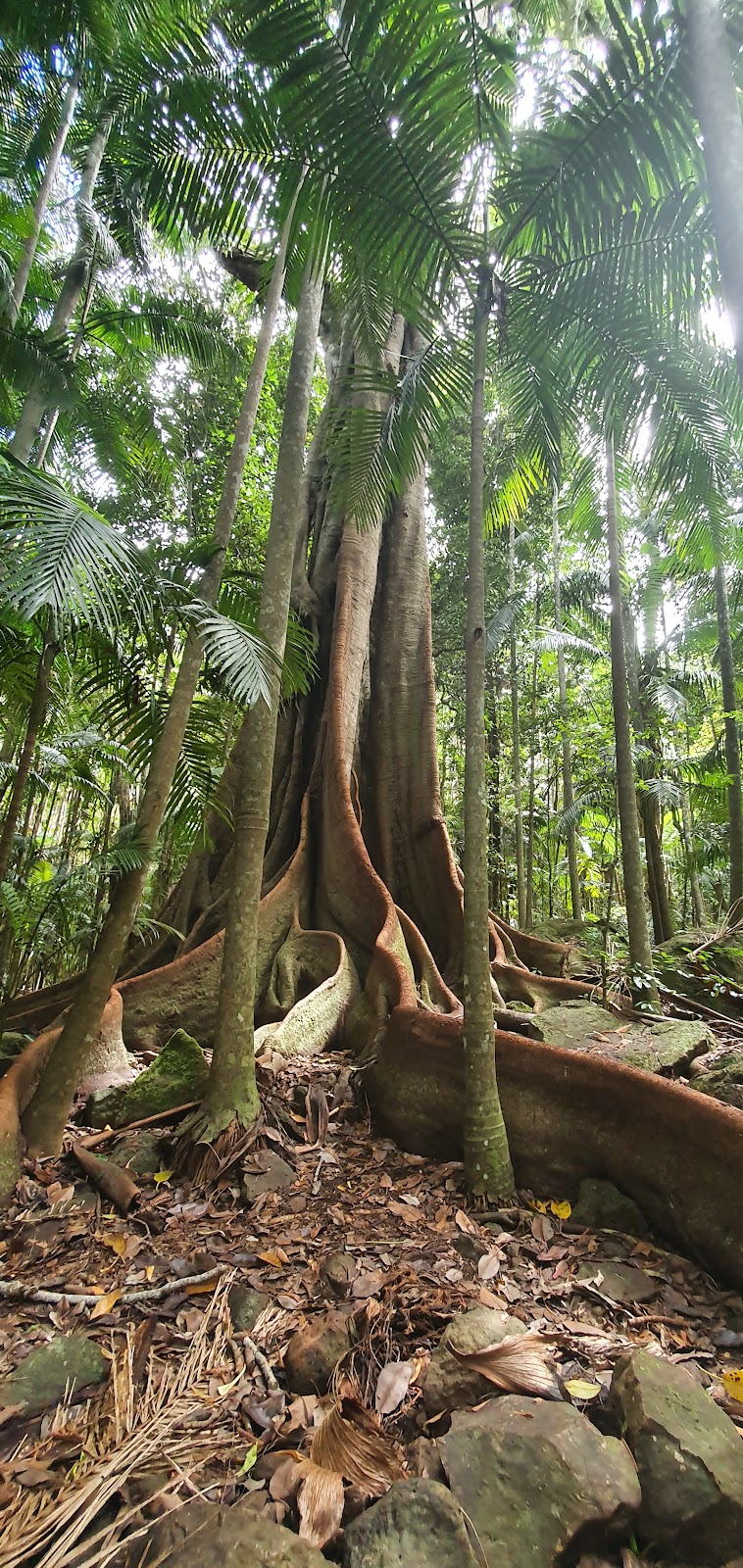 Tamborine Mountain