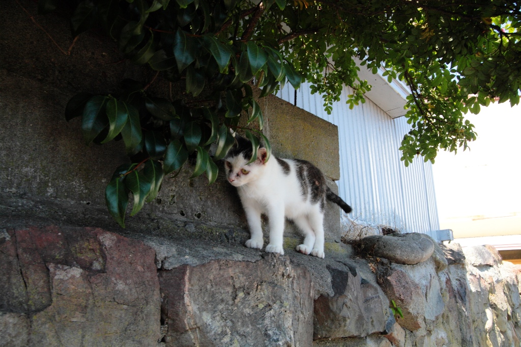 Tashirojima (Cat Island)