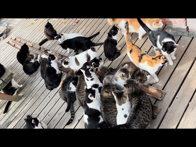 Tashirojima (Cat Island)