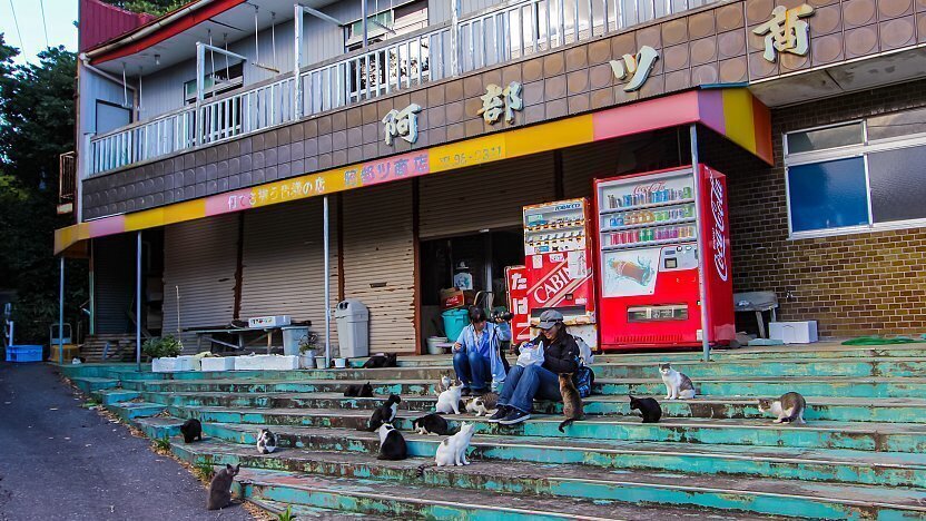 Tashirojima (Cat Island)