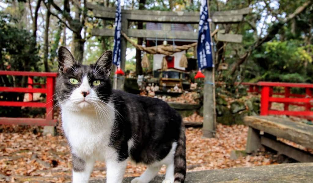 Tashirojima (Cat Island)