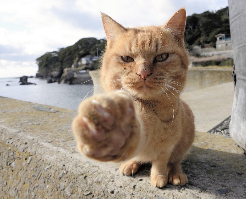 Tashirojima (Cat Island)