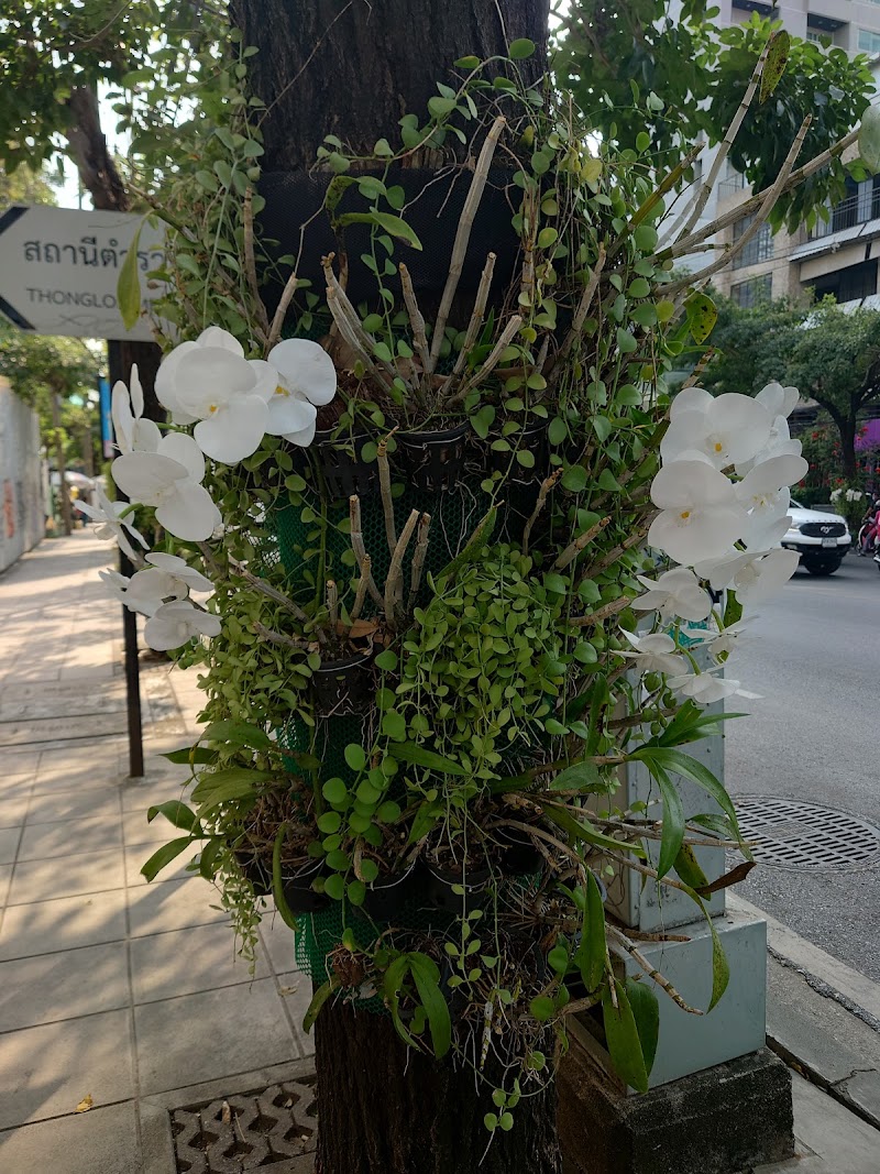 Thonglor (Soi 55)