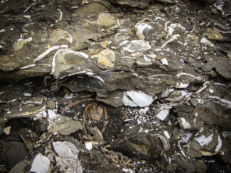 Tjörnes Peninsula (Fossil Beach)