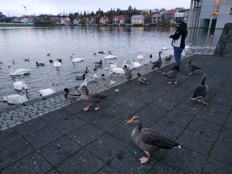Tjörnin (The Pond)