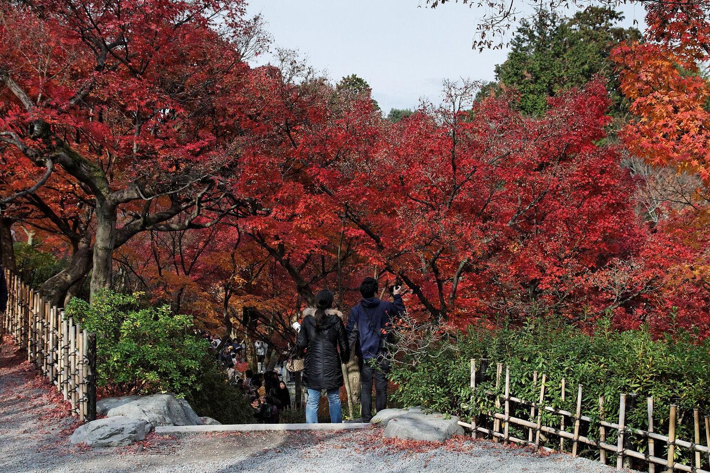 Tofuku-ji Temple (Autumn)