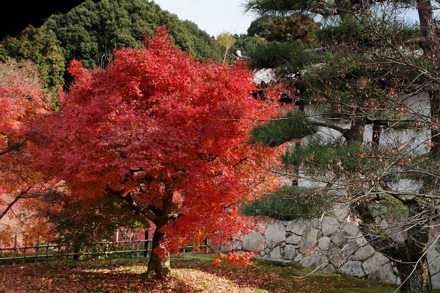 Tofuku-ji Temple (Autumn)