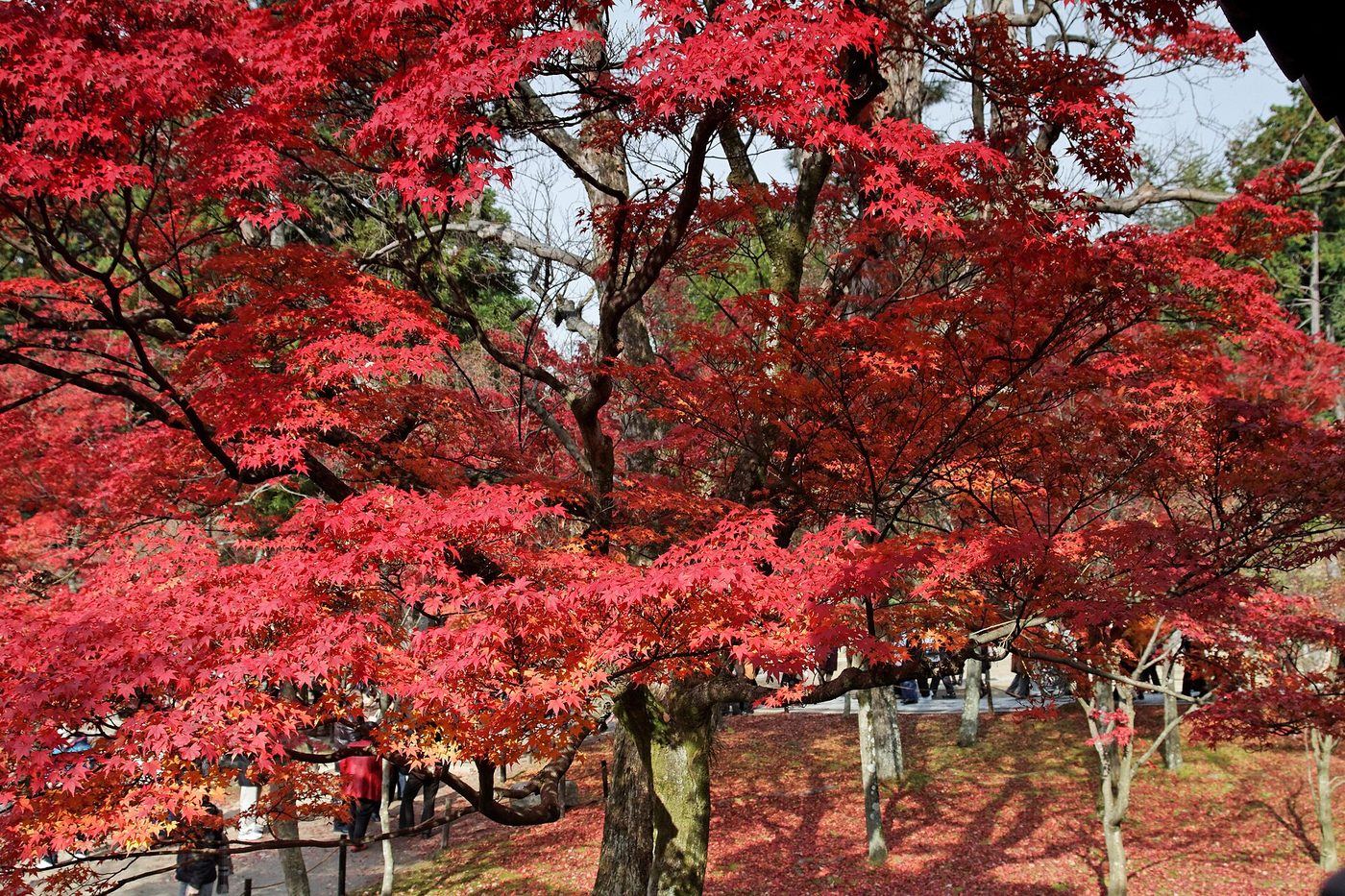 Tofuku-ji Temple (Autumn)