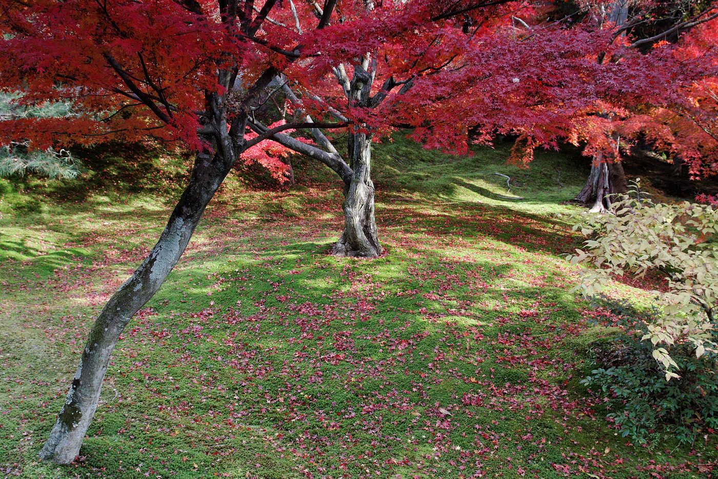 Tofuku-ji Temple (Autumn)