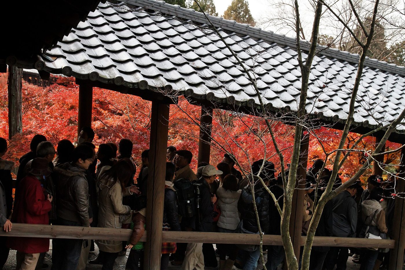 Tofuku-ji Temple (Autumn)