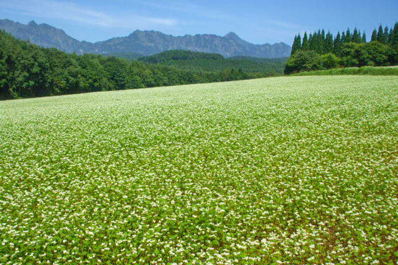Togakushi Buckwheat Fields