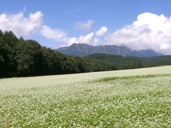 Togakushi Buckwheat Fields