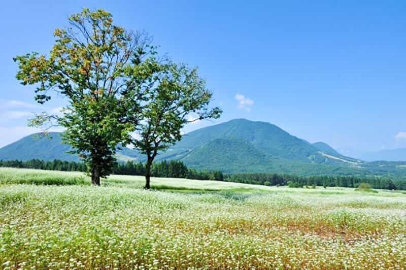 Togakushi Buckwheat Fields