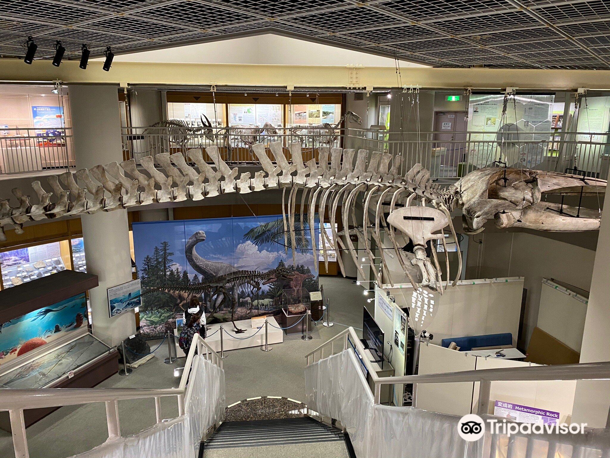 Tohoku University Museum
