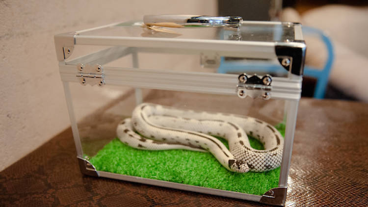 Tokyo Snake Center