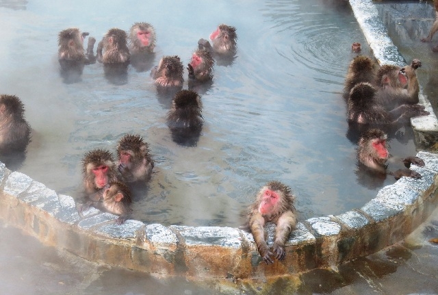 Tropical Botanical Garden (Monkey Onsen)