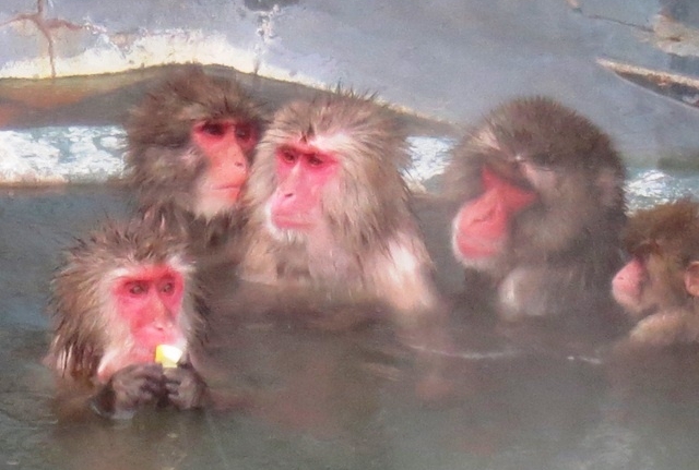 Tropical Botanical Garden (Monkey Onsen)