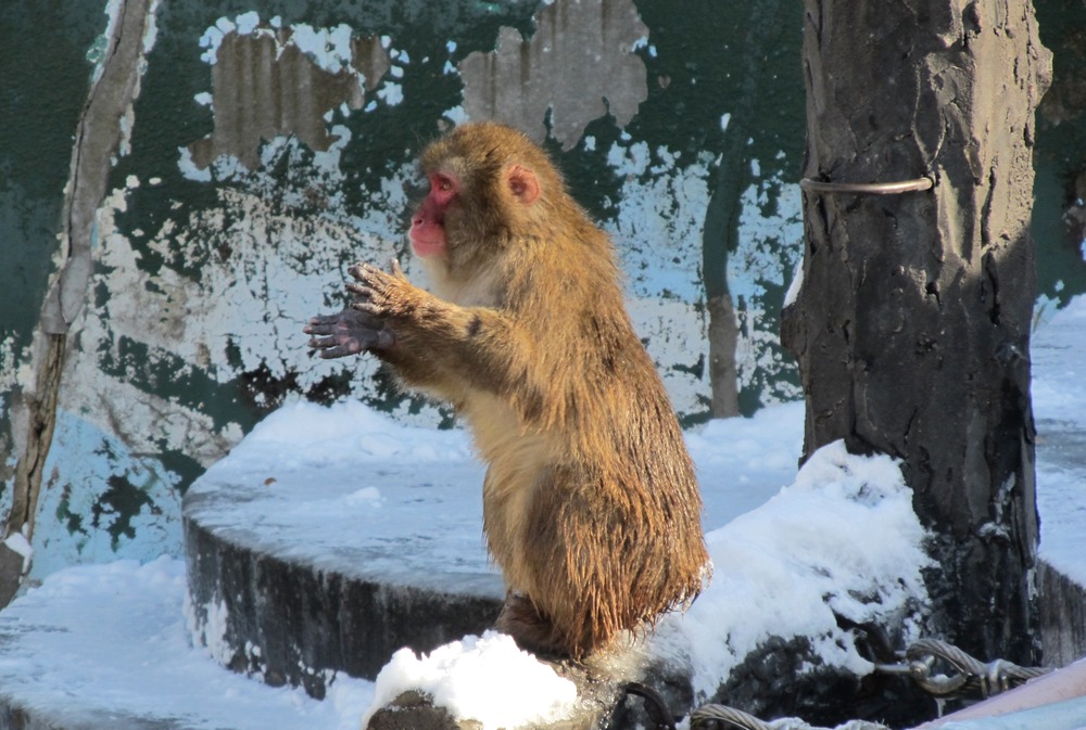 Tropical Botanical Garden (Monkey Onsen)