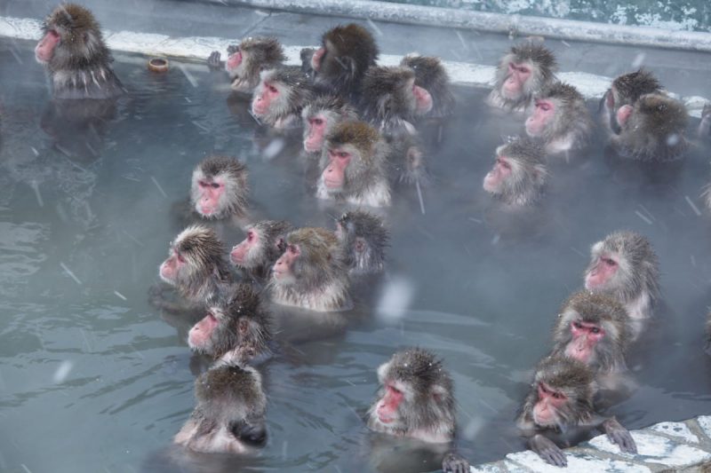 Tropical Botanical Garden (Monkey Onsen)