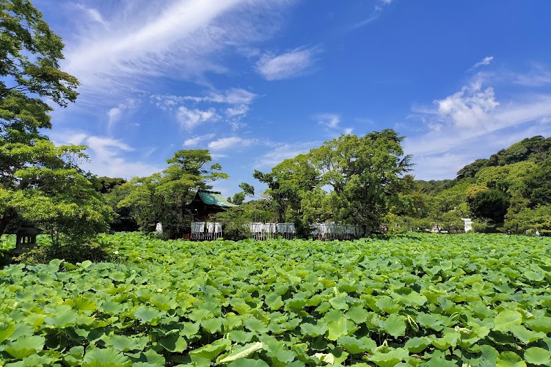 Tsurugaoka Hachimangu