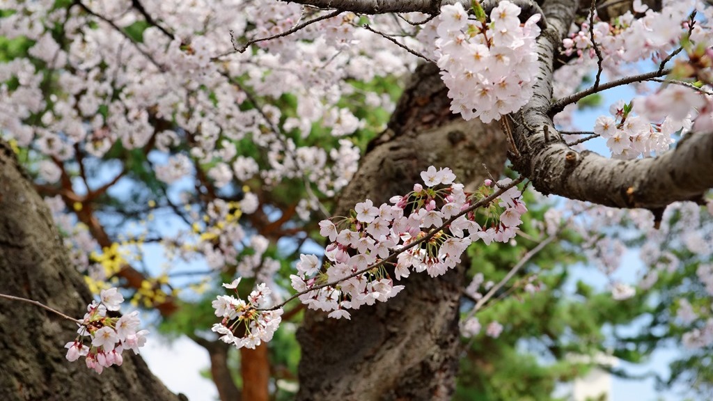 Tsutsujigaoka Park