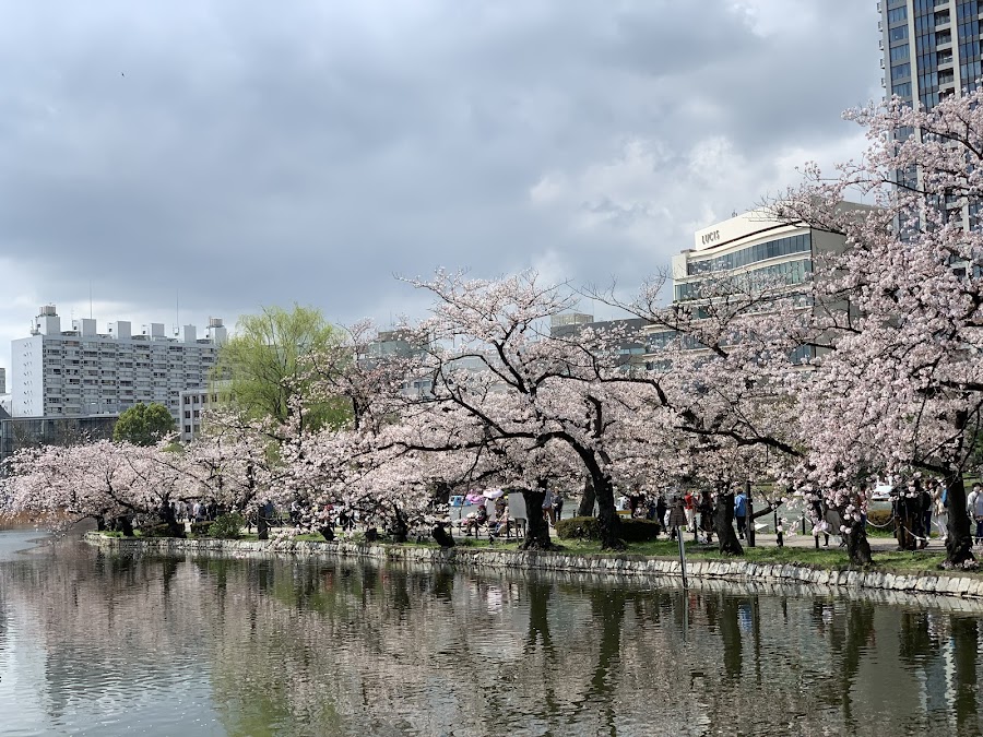 Ueno Park Cherry Blossoms