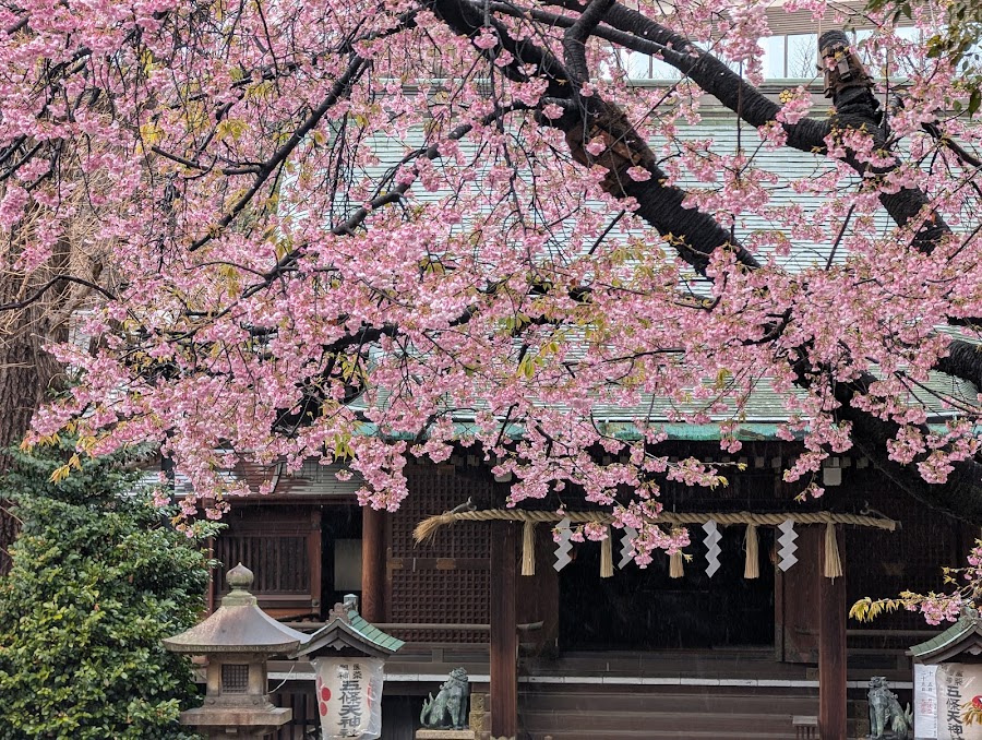 Ueno Park Cherry Blossoms