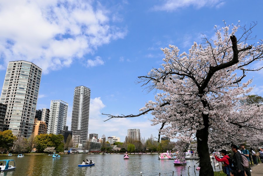 Ueno Park Cherry Blossoms
