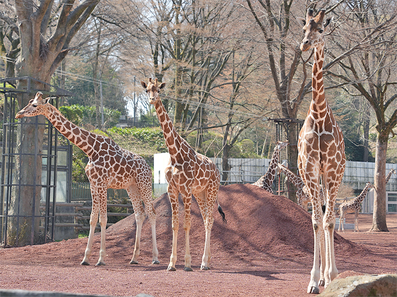 Ueno Zoo