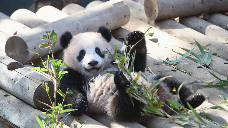 Ueno Zoo