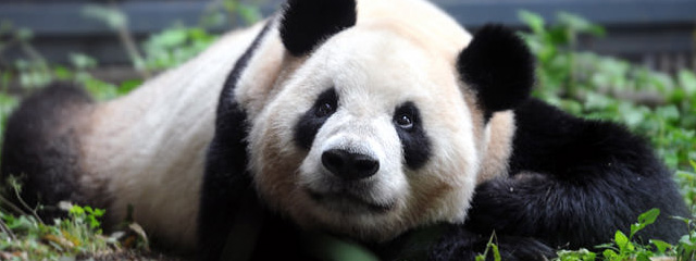 Ueno Zoo
