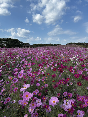 Uminonakamichi Seaside Park