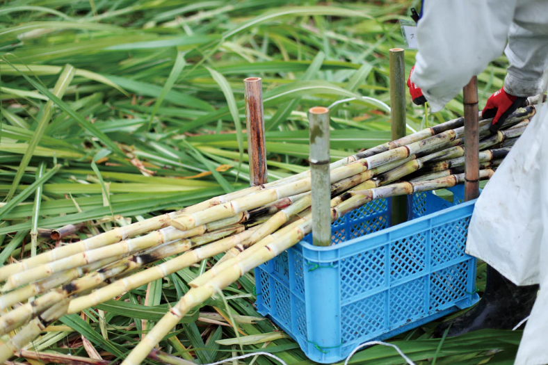 Wasanbon Sugar Making