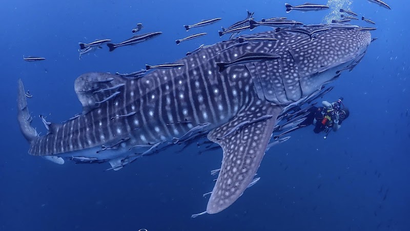 Whale Shark Snorkelling