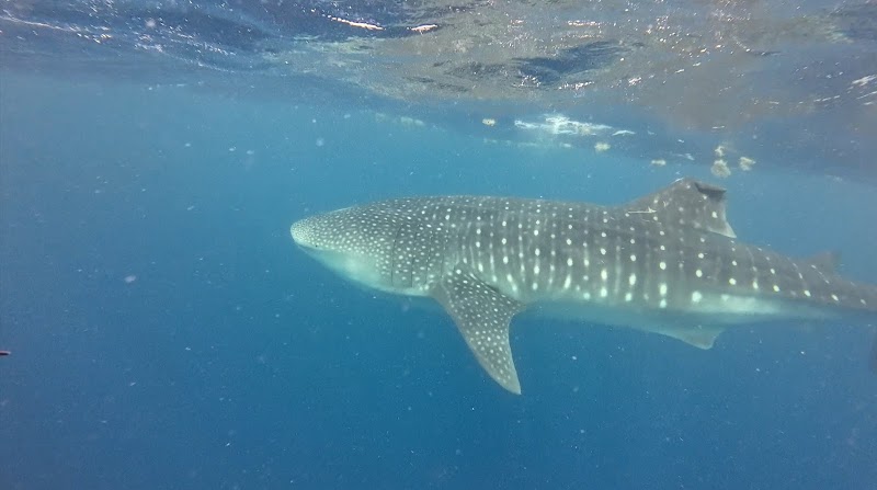 Whale Shark Snorkelling