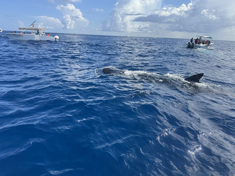 Whale Shark Snorkelling