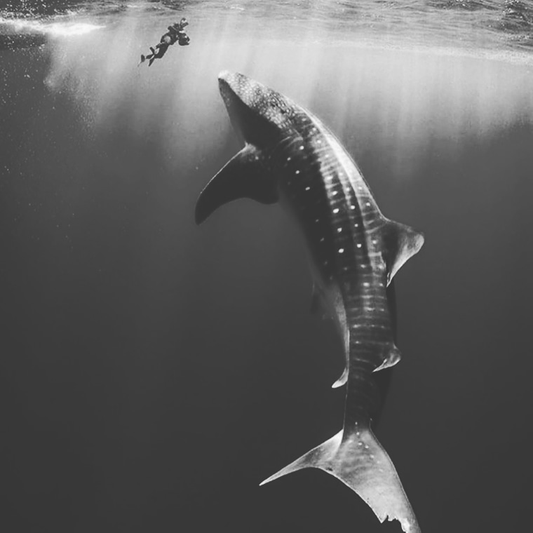 Whale Shark Snorkelling