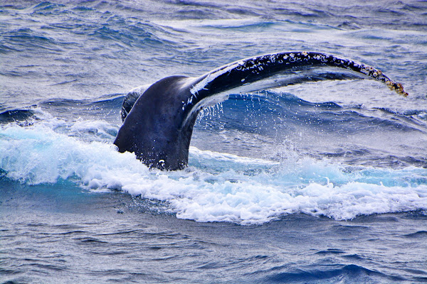 Whale Watching